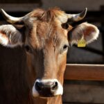Kalkulator Berat Sapi Hidup, Karkas, Daging, Tulang & Jeroan